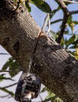 East Brisbane Tree Lopping image 4