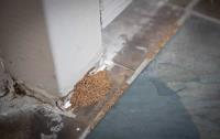 Pro Pest Control Gold Coast image 7