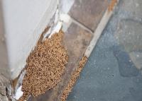 Eco Pest Control Brisbane image 107