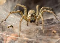 Eco Pest Control Brisbane image 99