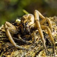 Spider Control Canberra image 1