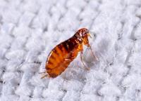 Pest End Flea Control Perth image 1