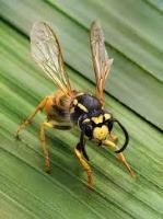 Wasp Removal Canberra image 5