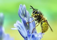 Wasp Removal Canberra image 6