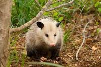 Possum Removal Canberra image 1