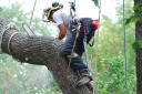 Tree Removal Adelaide - Adelaide Trees logo