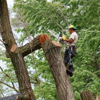 Tree Removal Adelaide - Adelaide Trees image 2