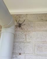 Pest Control Frankston image 3