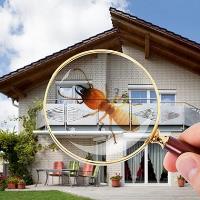 Pest Control Frankston image 1