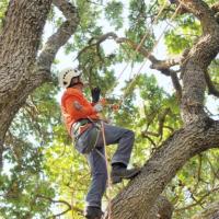 Tree Trimming Melbourne image 3