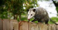 Possum Removal Perth image 1