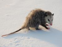 Possum Removal Perth image 4