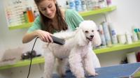 Mobile Dog Grooming Near Me image 3