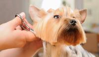 Mobile Dog Grooming Near Me image 2