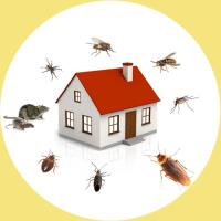 Pest Control Sunbury image 3