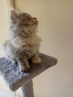 Persian Pet Home image 1