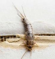 Silverfish Control Adelaide image 3