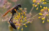 Wasp Removal Adelaide image 3