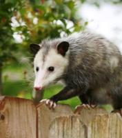 247 Possum Removal Melbourne image 3