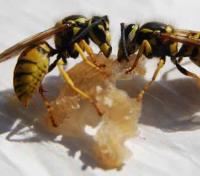 Wasp Removal Adelaide image 6