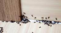 Quality Pest Management & Solutions image 1