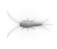 Silverfish Control Melbourne image 2