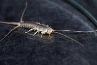 Silverfish Control Melbourne image 1