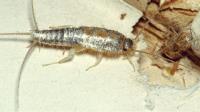 Silverfish Control Melbourne image 4