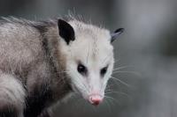 247 Possum Removal Canberra image 1