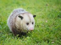 247 Possum Removal Canberra image 4