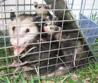 VIP Possum Removal Melbourne image 2