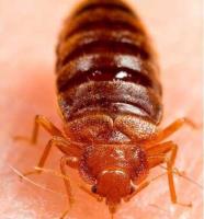 Bed Bugs Control Brisbane image 1