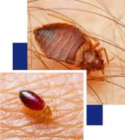 Bed Bugs Control Brisbane image 3