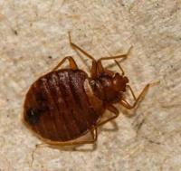 Bed Bugs Control Brisbane image 4