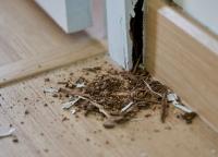 Termite Control Sunshine Coast image 5