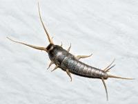 Silverfish Control Sydney image 1