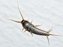 Silverfish Control Sydney logo