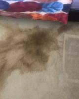 Squeaky Carpet Cleaning Brisbane image 2