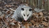 Possum Removal Melbourne image 3