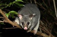 Possum Removal Melbourne image 2