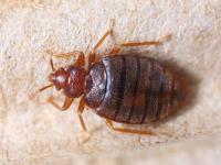 247 Bed Bug Control Adelaide image 1