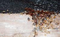 Bed Bug Control Brisbane image 1