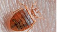 Bed Bug Control Brisbane image 2