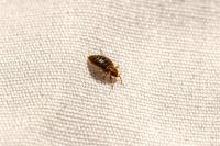 Bed Bug Control Brisbane image 3