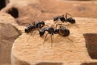 247 Ant Control Brisbane image 4