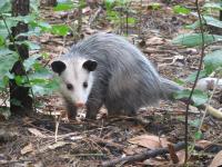 Possum Removal Hobart image 2