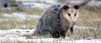 MAX Possum Removal Canberra image 4