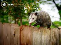 MAX Possum Removal Canberra image 8