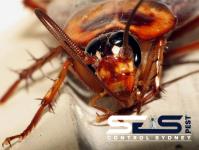 SES Cockroach Control Sydney image 4