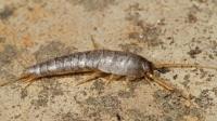 Silverfish Control Sydney image 1